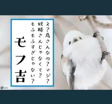 ひな
