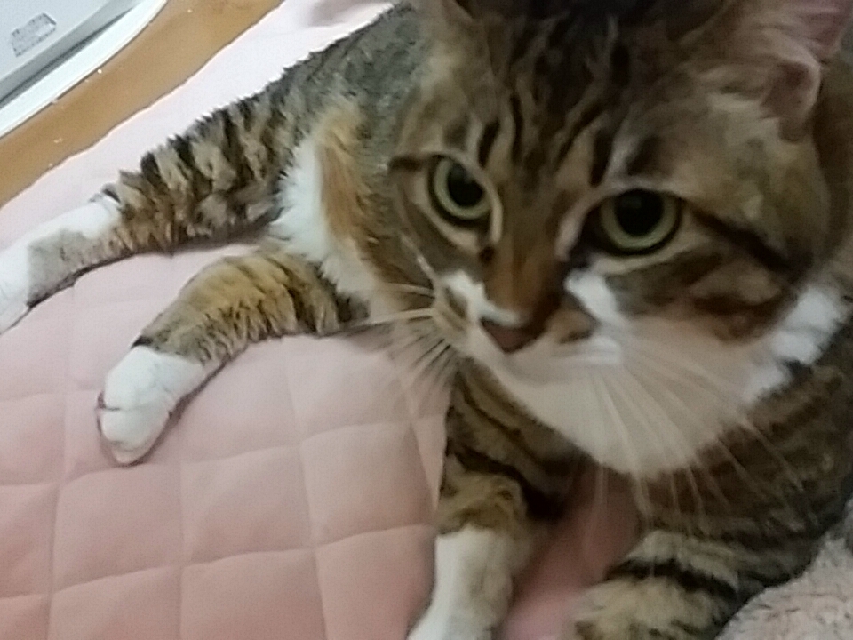 りん