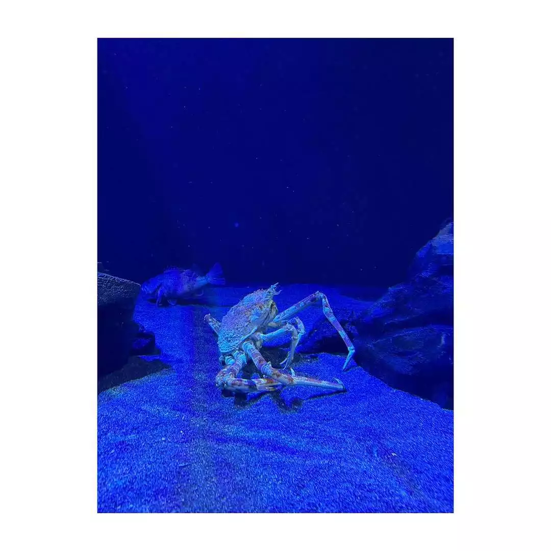 蓮