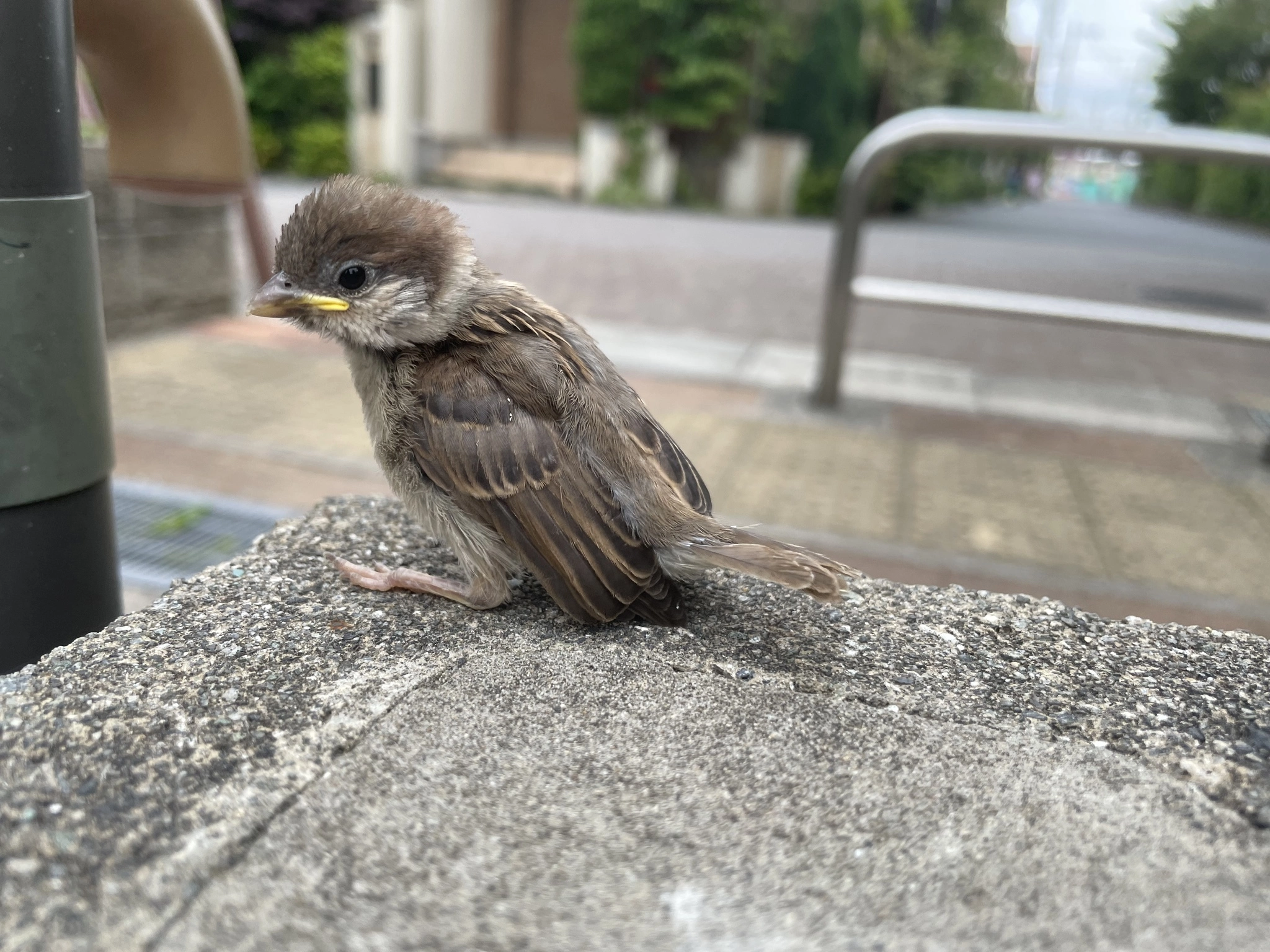 あみ