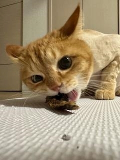 桐島 りゅう