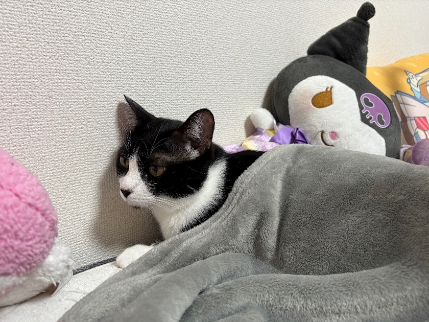 サキ