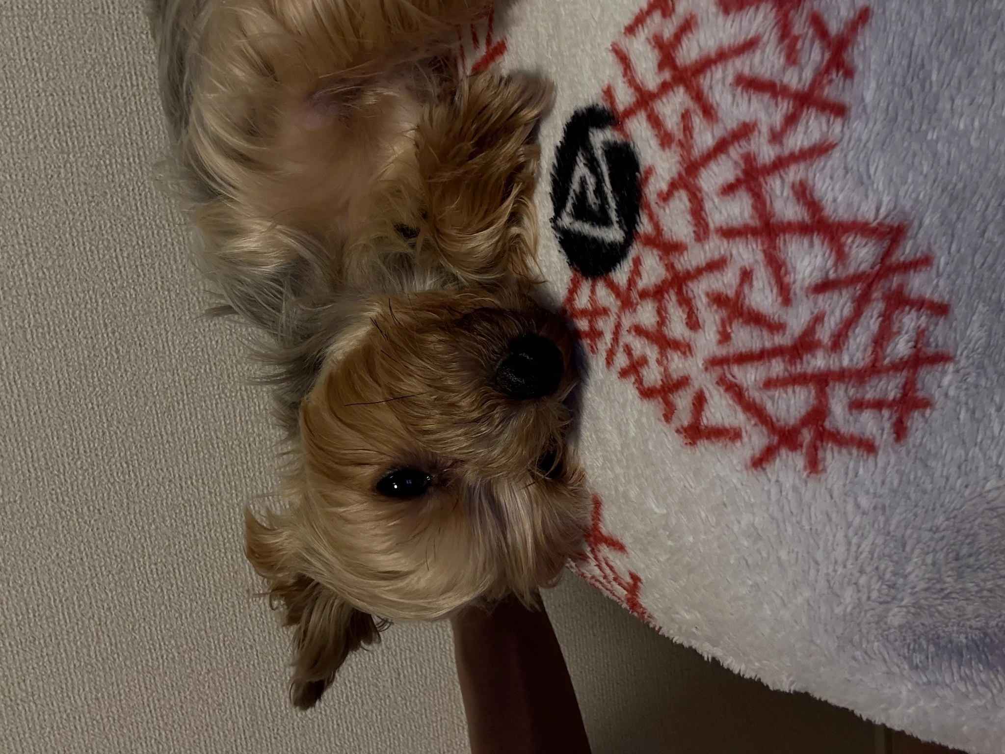 いず