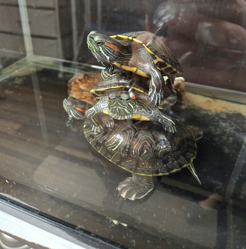 エミ （スタッフ）