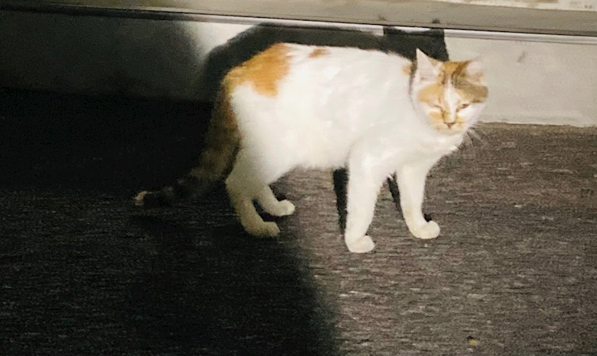 甘眠冠  しの