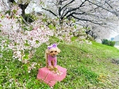 かおり