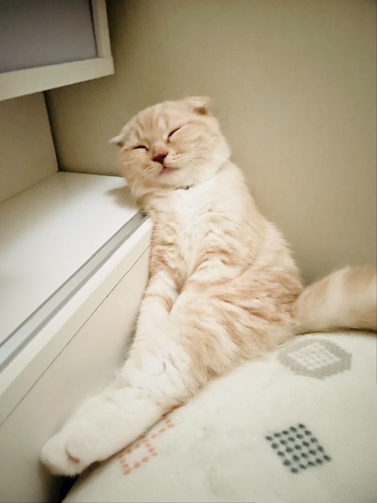 あおい