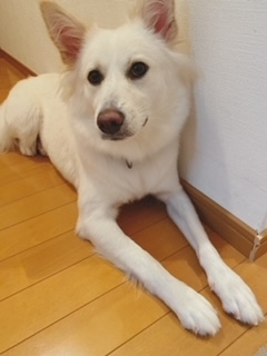 京 さゆみ