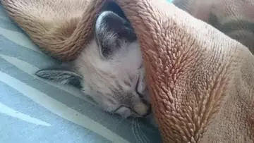 ひな