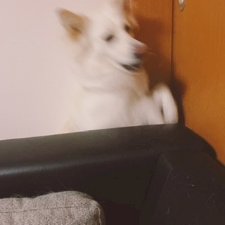 京 さゆみ