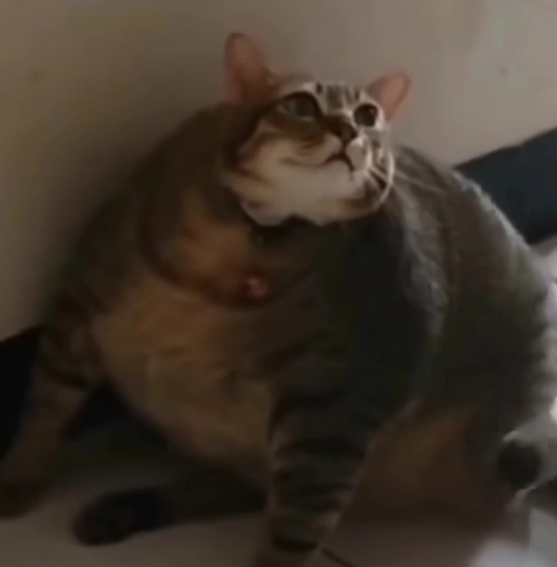 ひな