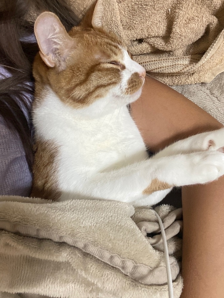 ゆり
