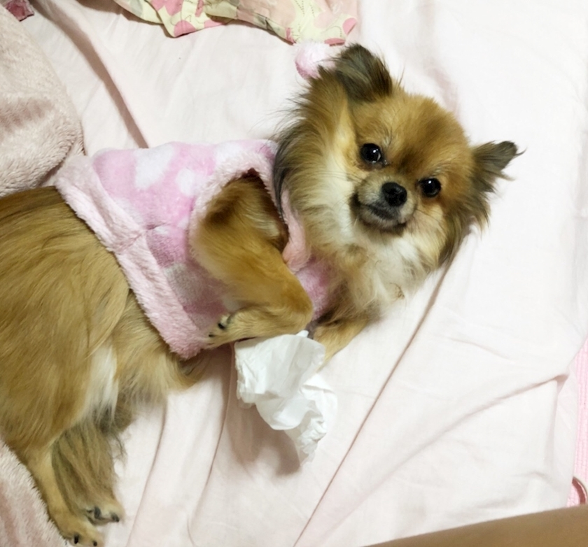 おひな