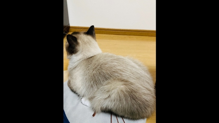 甘眠冠  しの