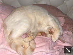 足立 はな