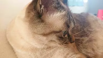 ひな