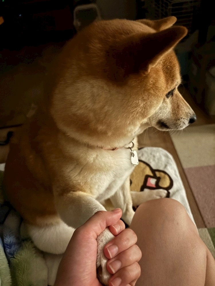 ツンデレかなの