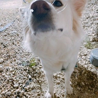 京 さゆみ