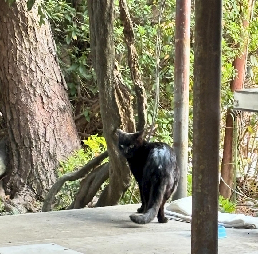 陽向 もみじ