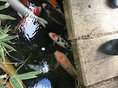 沙良 純