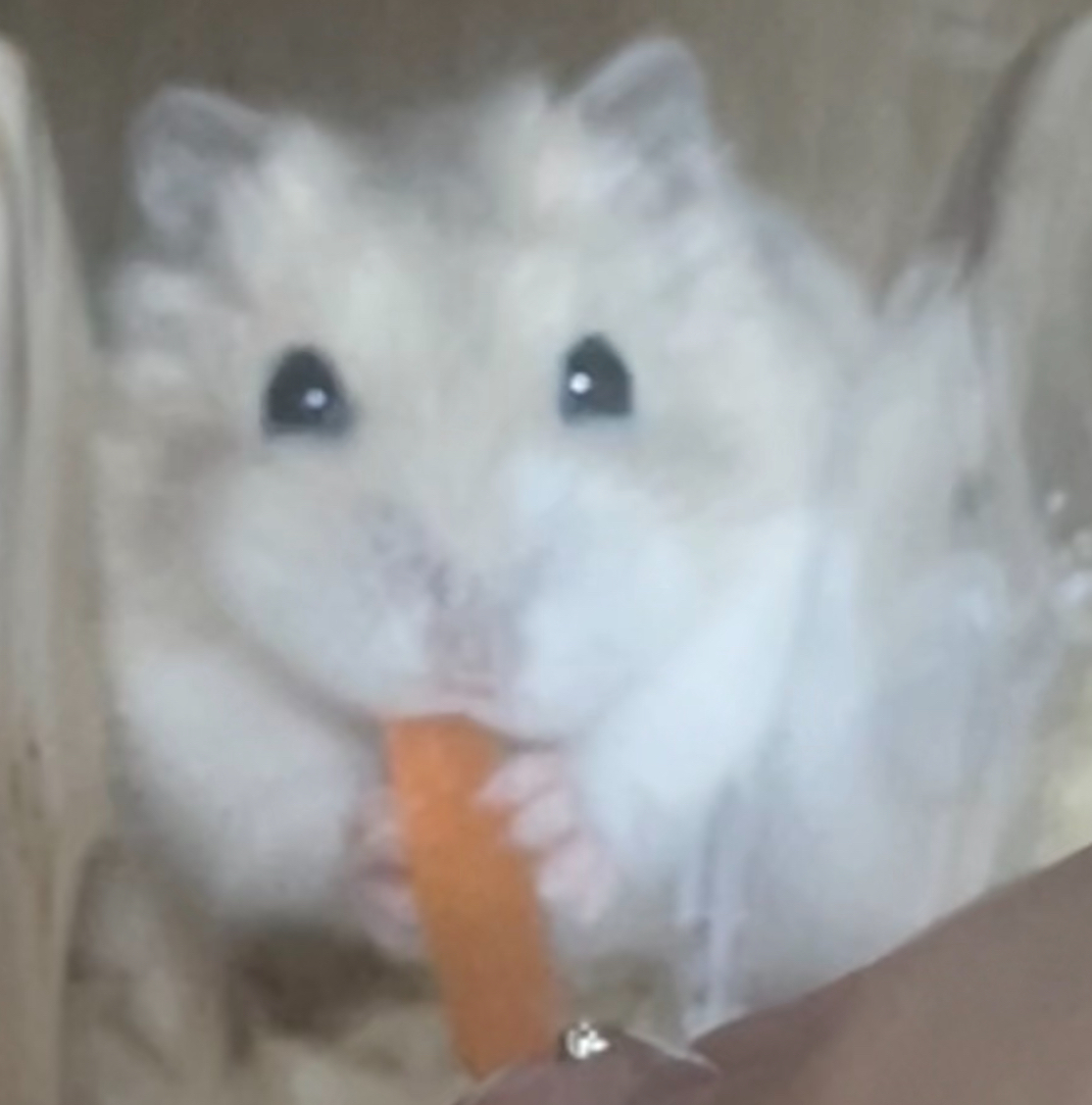 みゅん