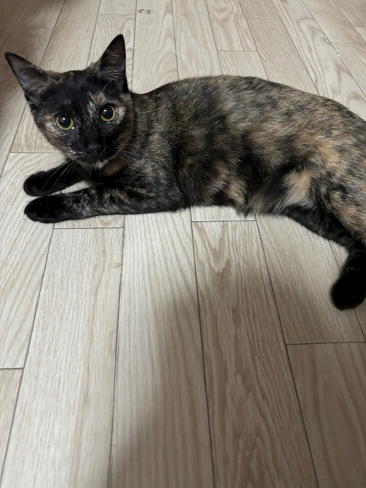 藤花 ゆの