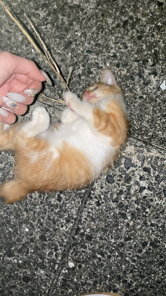 ハル