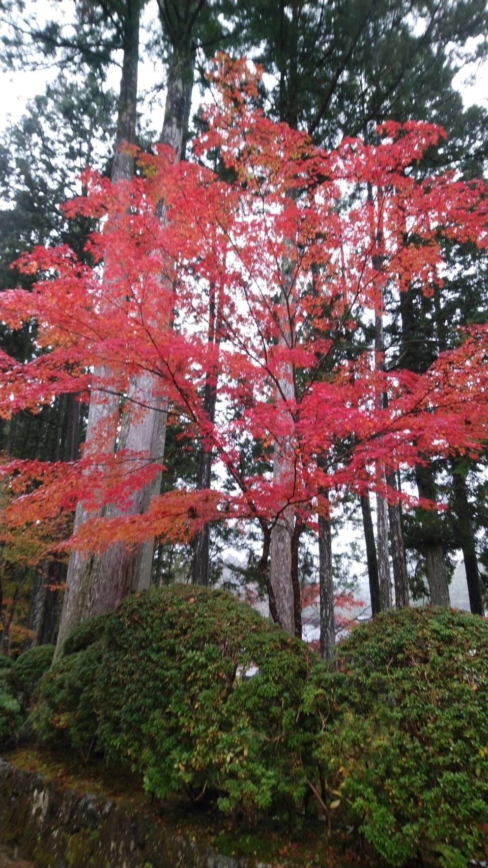 藤本 祐子ママ