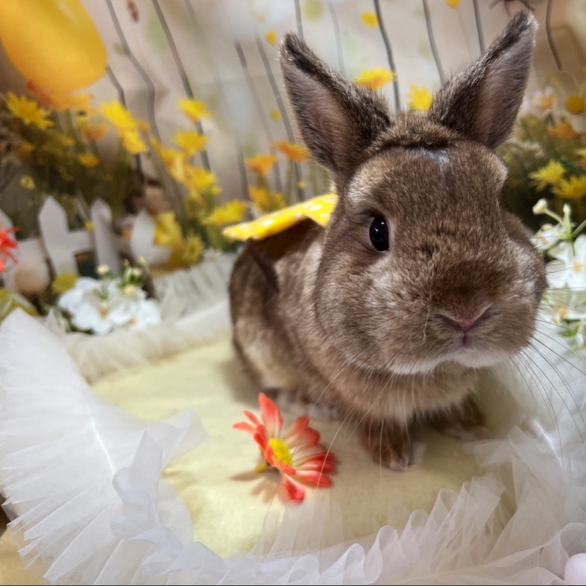 セナ