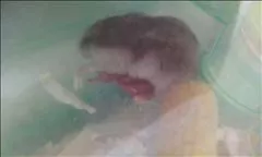 桃瀬 百華