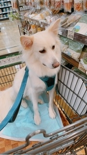 京 さゆみ