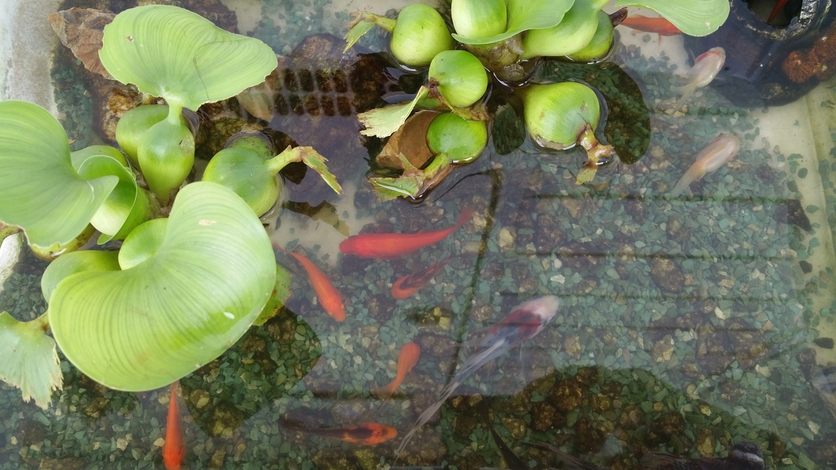 一条 まい