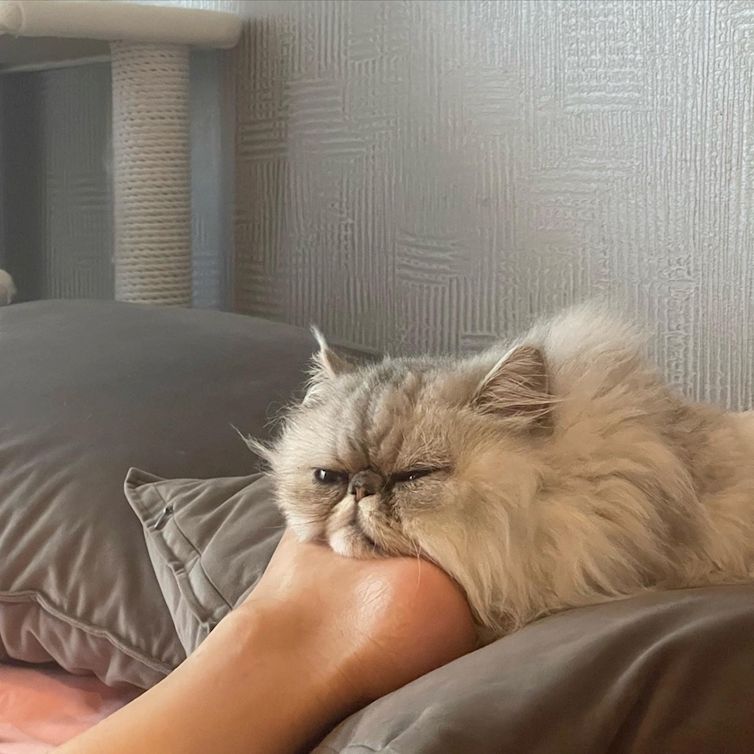 琶月 さな