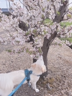京 さゆみ