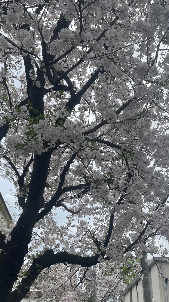 ひじり