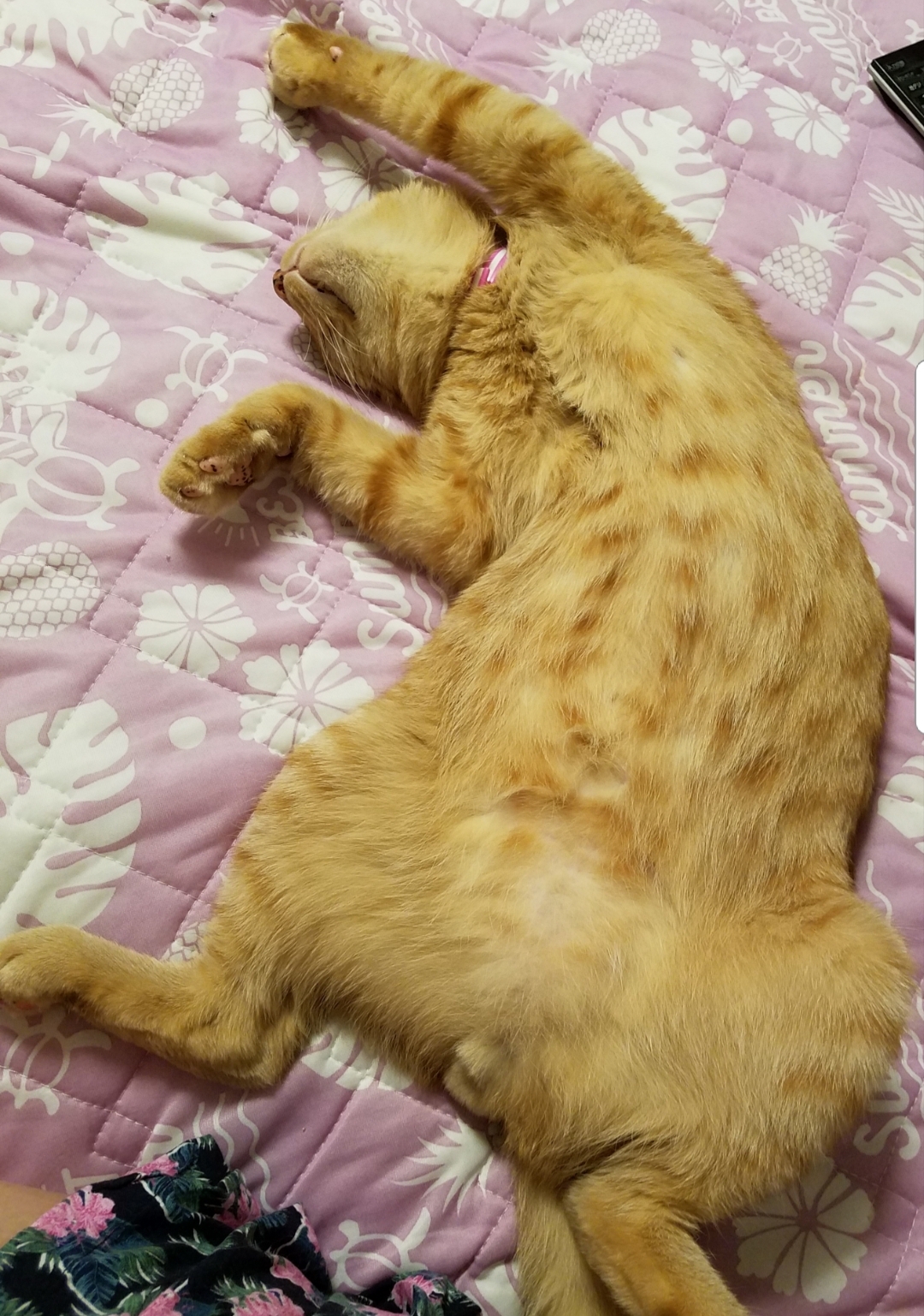 もも