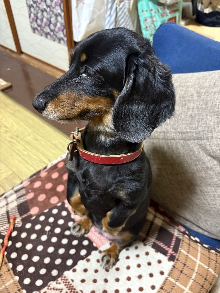 サキ