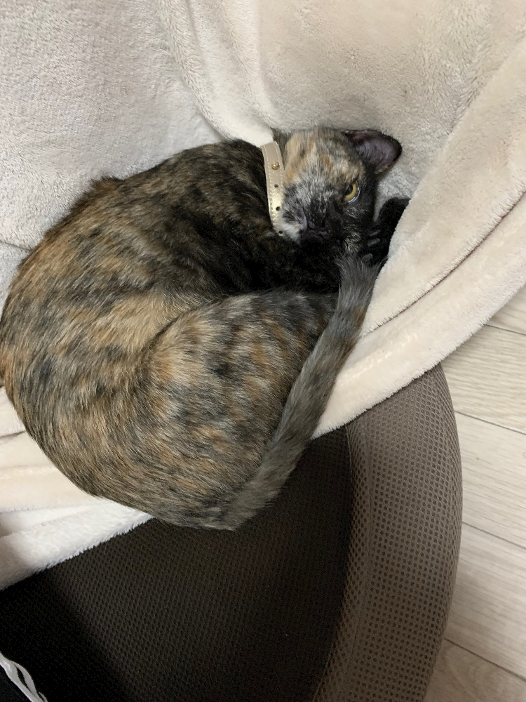 藤花 ゆの