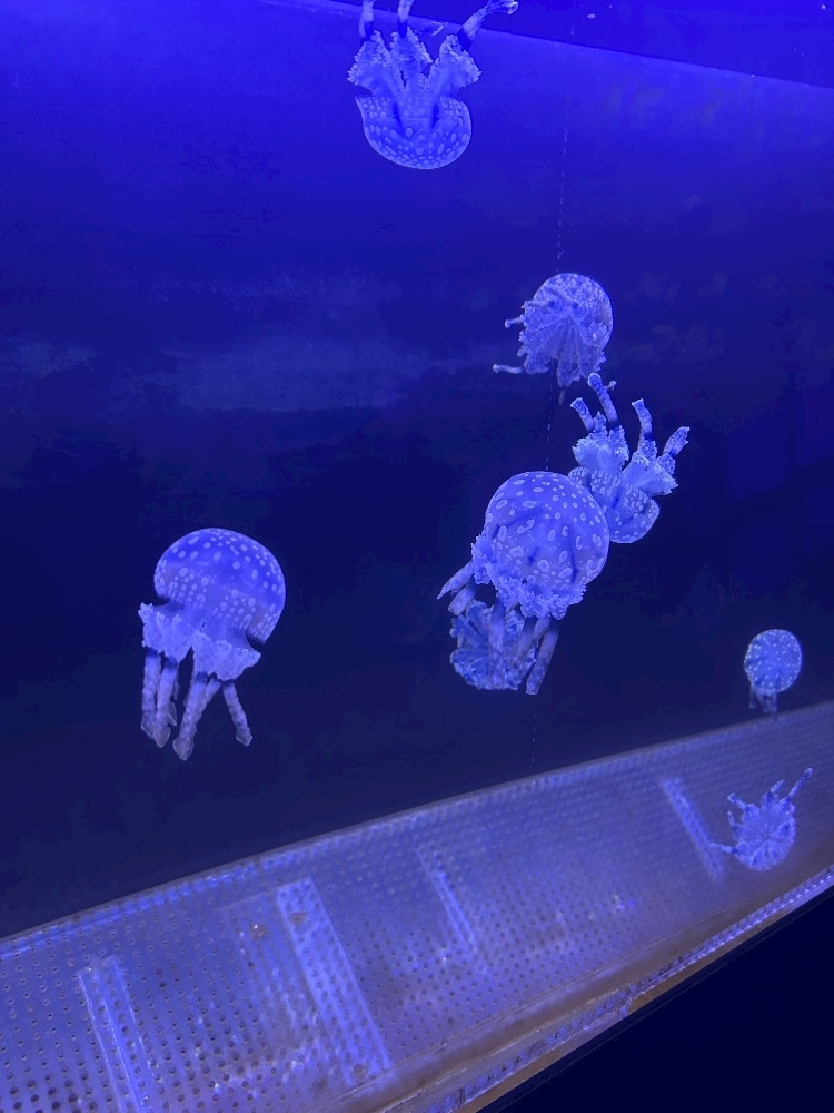 かびるんるんさわ