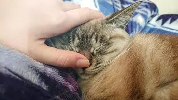ひな