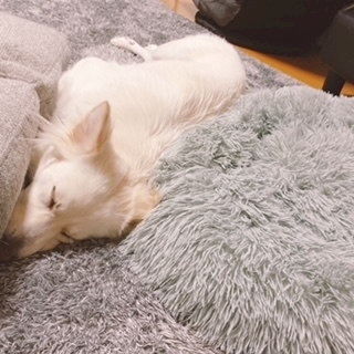京 さゆみ