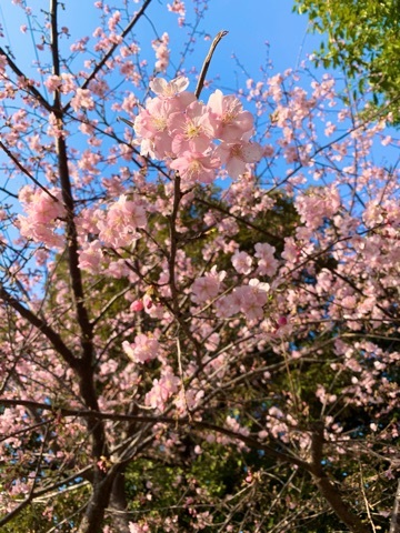 橘 美桜