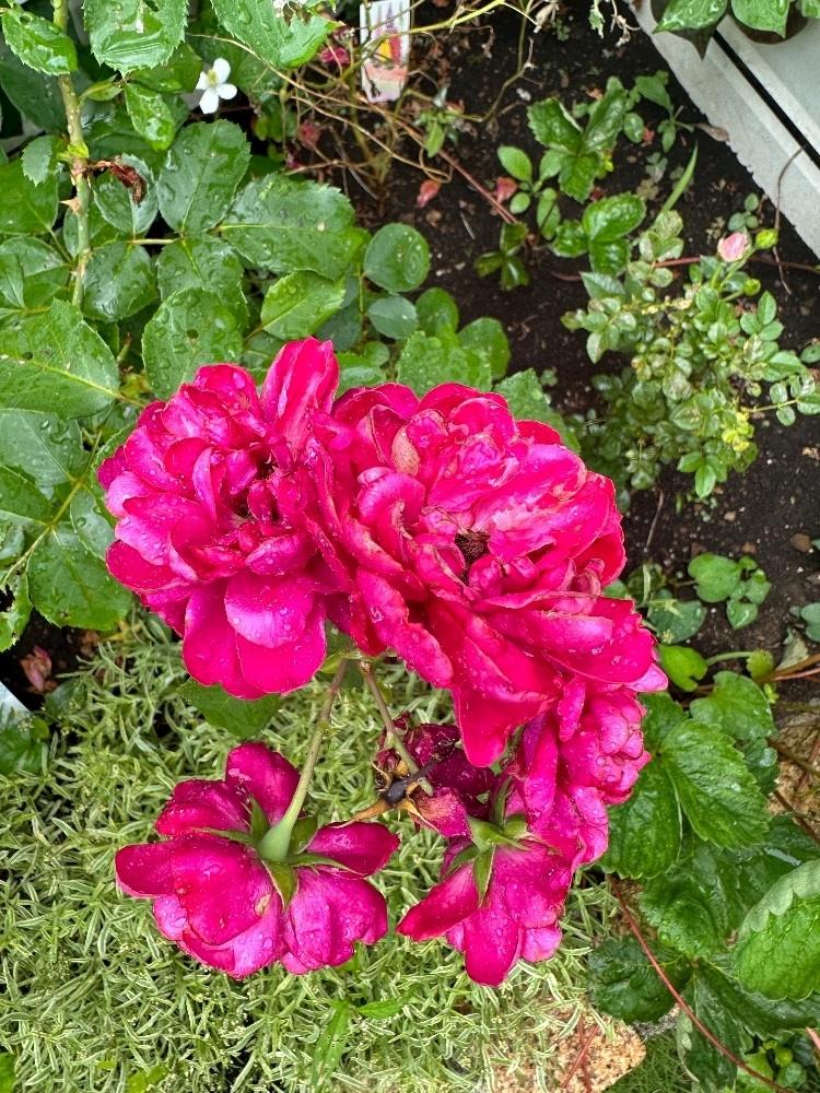 たむ