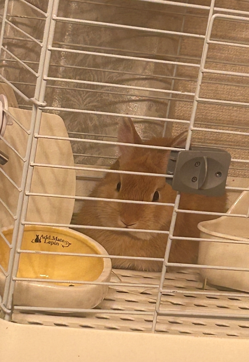 セナ