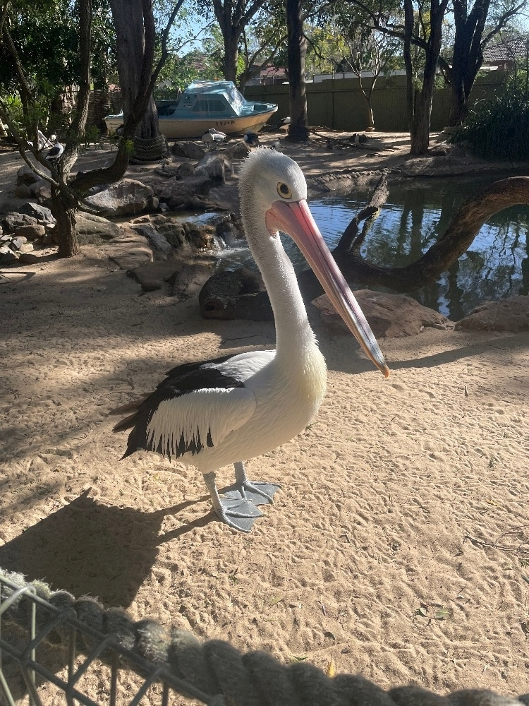 らん