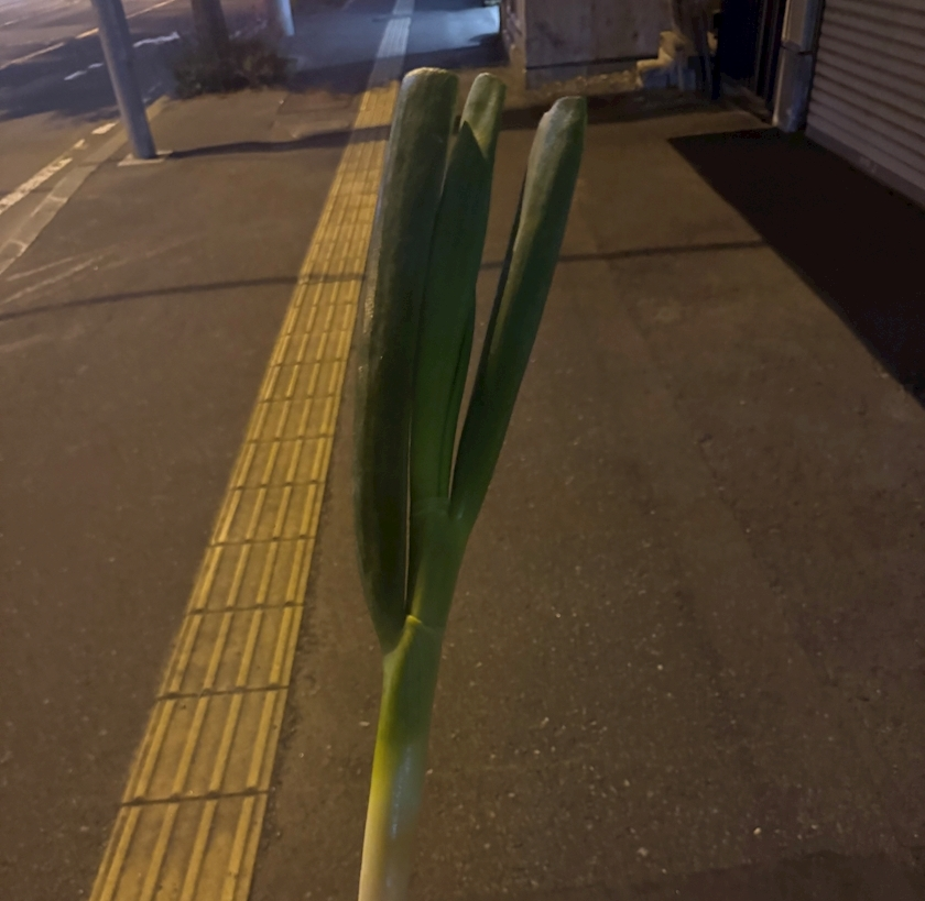 華宮 りりあ
