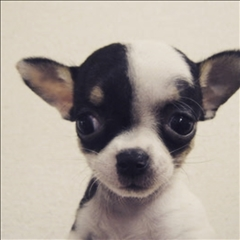 桃瀬 百華