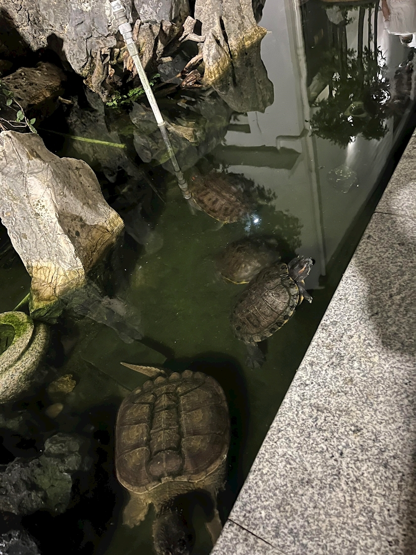 夢咲 さくら