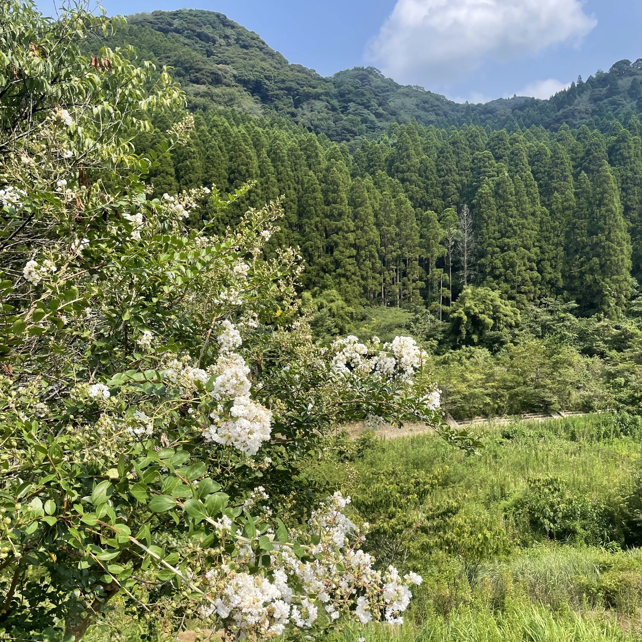 ちゃお