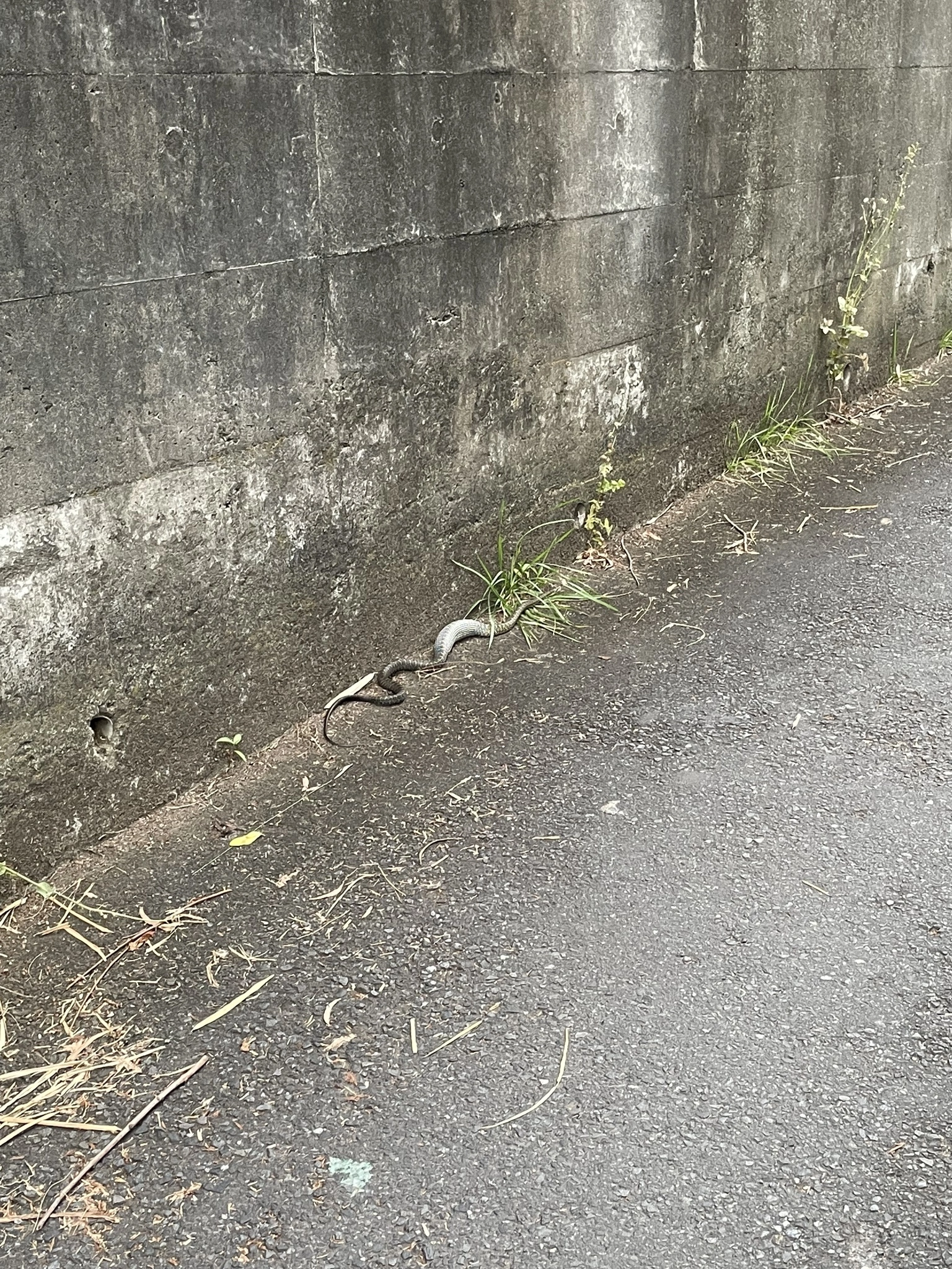 ちひろ